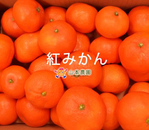 山本農園 紅みかん佐賀県 太良 クレメンティン 温州みかん みかん デコポン せとか はるか 有機栽培 産地直送