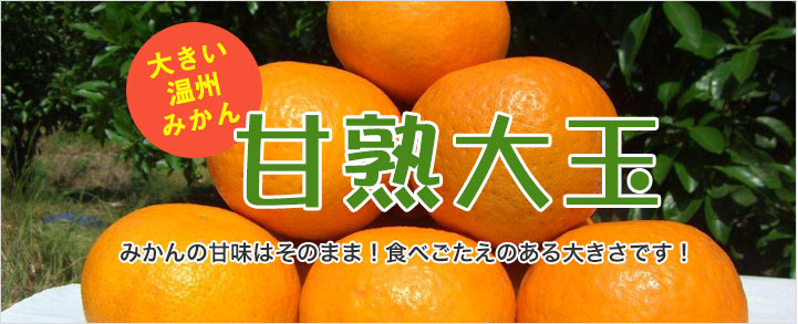 大きい温州みかん　甘熟大玉　みかんの甘味はそのまま!食べごたえのある大きさです!